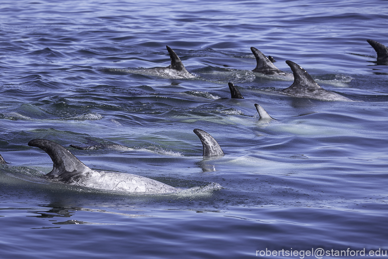 Monterey Bay whale watching